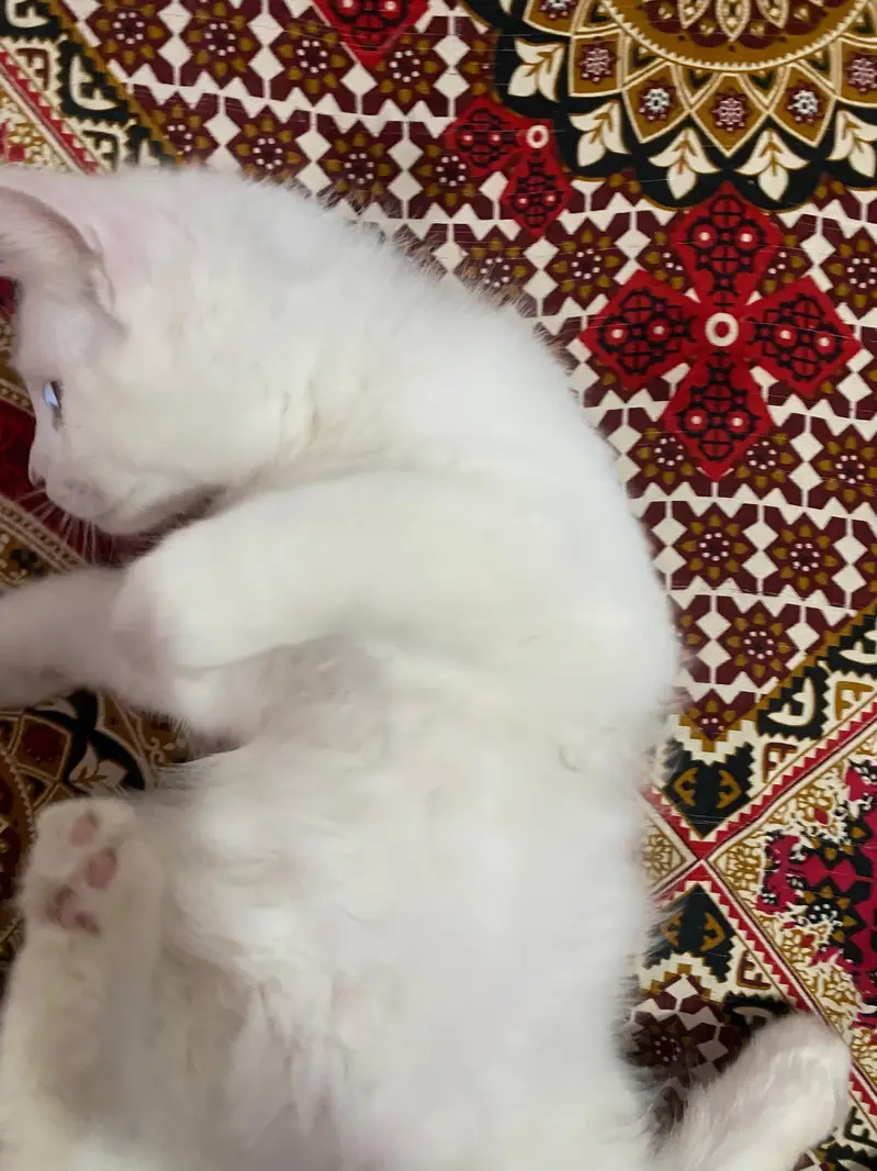 Persian kitten up for sale — photo 5