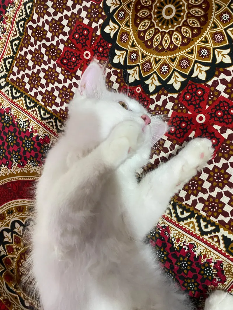 Persian kitten up for sale — photo 6