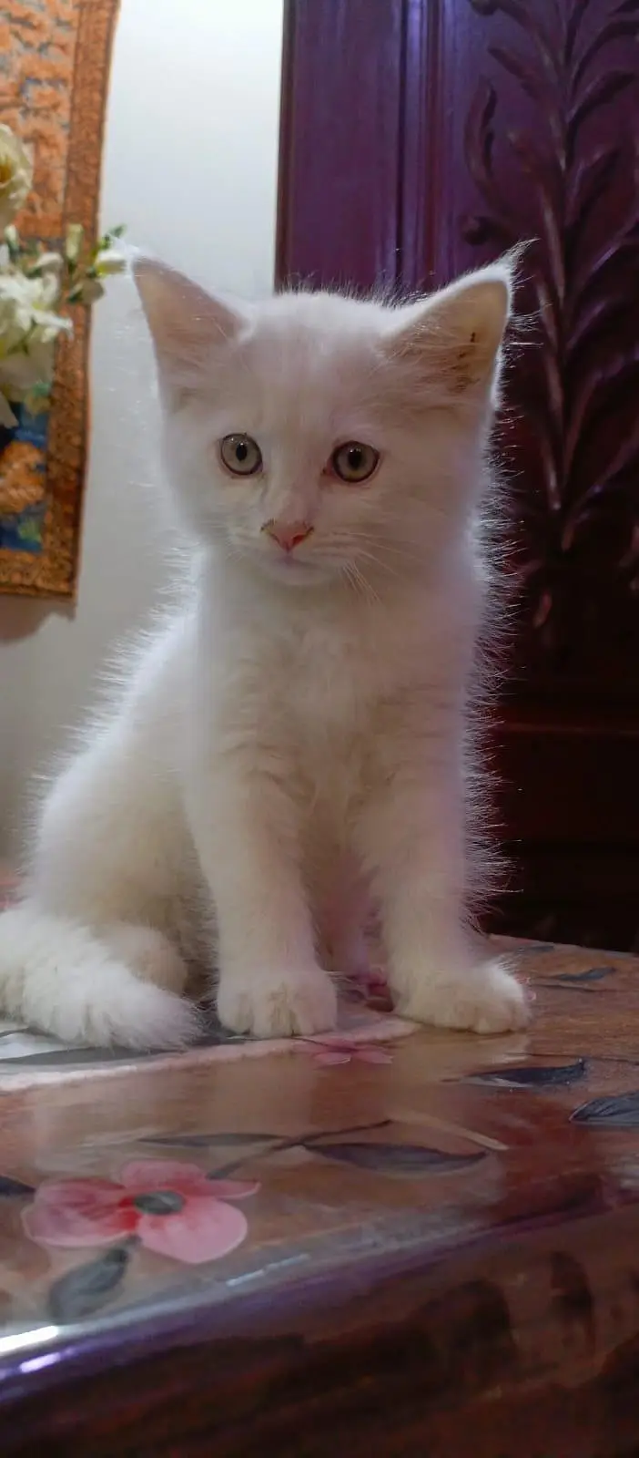 Persian kitten up for sale — photo 7