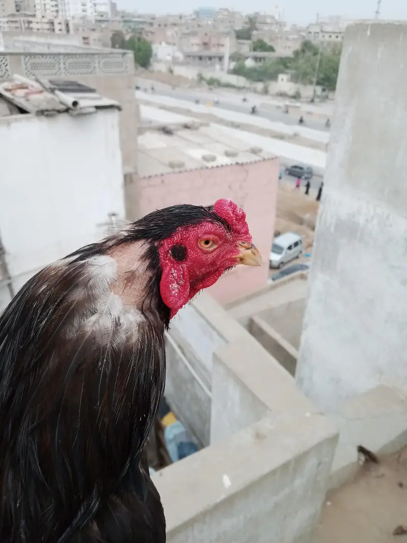 aseel mianwali lasani — photo 3