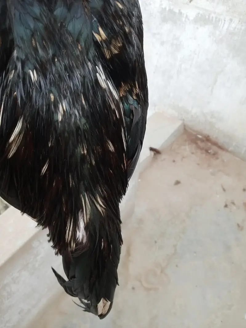 aseel mianwali lasani — photo 4