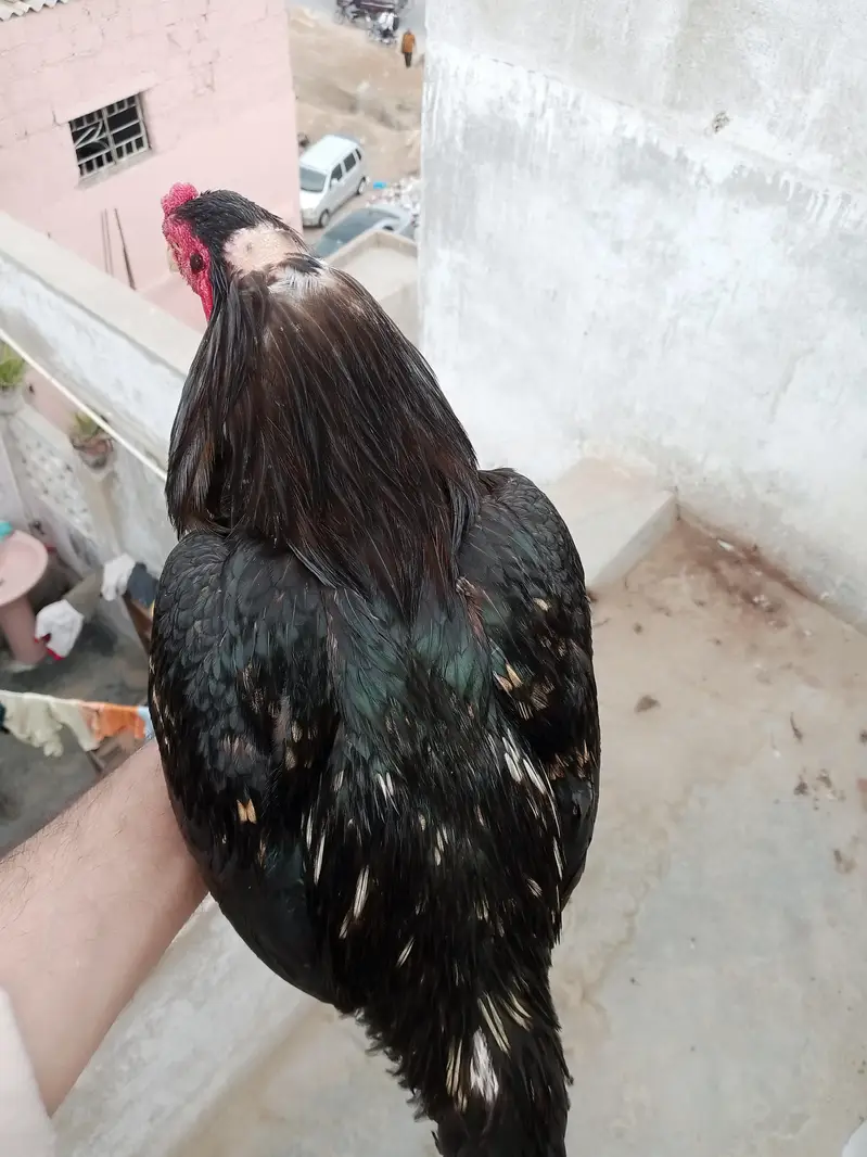 aseel mianwali lasani — photo 5