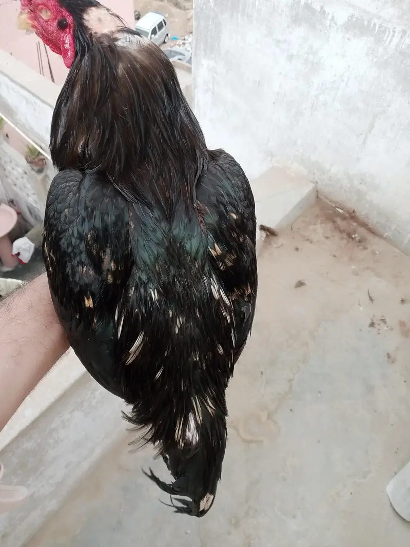 aseel mianwali lasani — photo 6