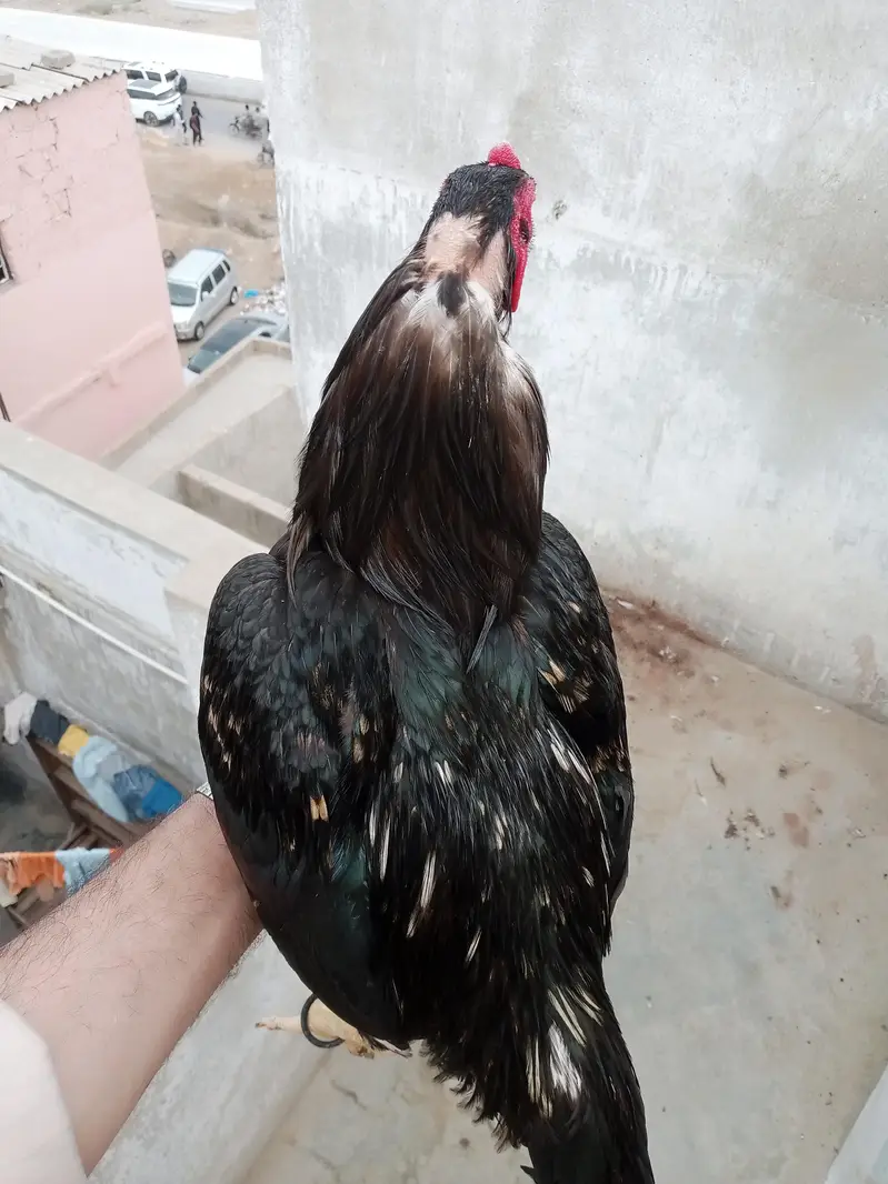aseel mianwali lasani — photo 7