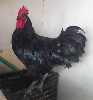 Blue australorp male for sale