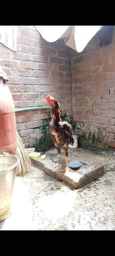 aseel shamo cross patha for sale