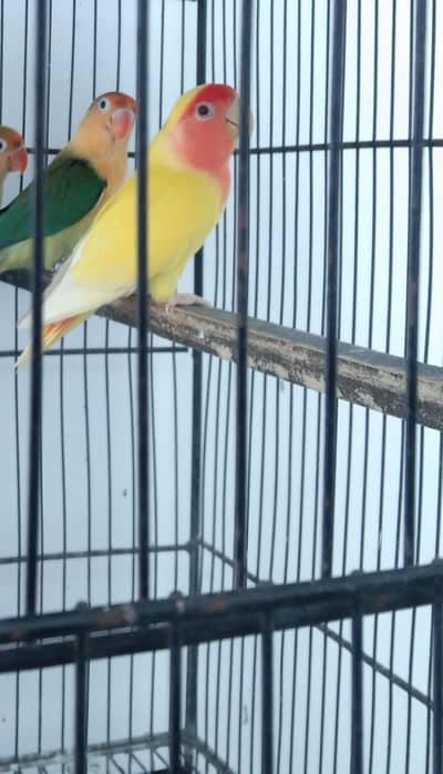 Love Birds