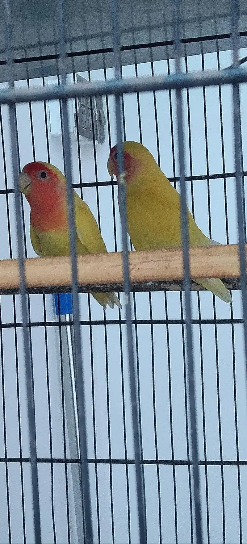 Love Birds — photo 2