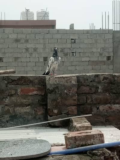 pigeon