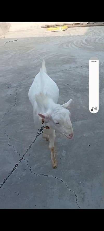 Gulabi Khasi tadafer sale