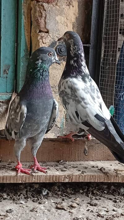 Sbaz cheena  pair