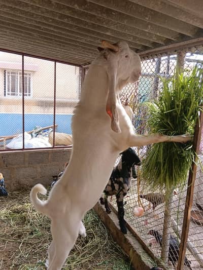 Gulabi Kapla Supreme Quality Bakra 13 Month