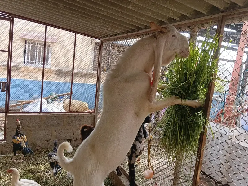 Gulabi Kapla Supreme Quality Bakra 13 Month — photo 2