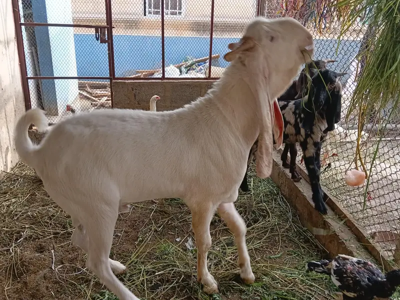 Gulabi Kapla Supreme Quality Bakra 13 Month — photo 3