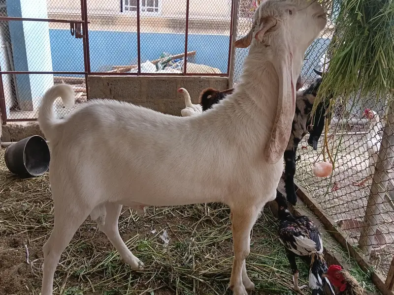 Gulabi Kapla Supreme Quality Bakra 13 Month — photo 4
