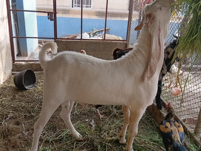 Gulabi Kapla Supreme Quality Bakra 13 Month — photo 5