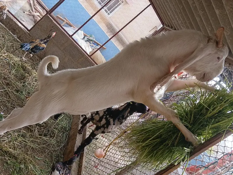 Gulabi Kapla Supreme Quality Bakra 13 Month — photo 6