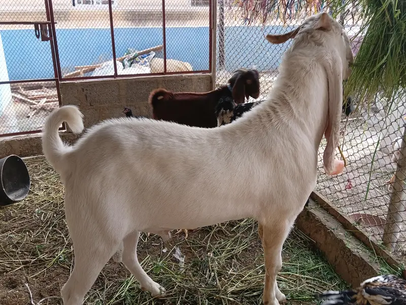 Gulabi Kapla Supreme Quality Bakra 13 Month — photo 7