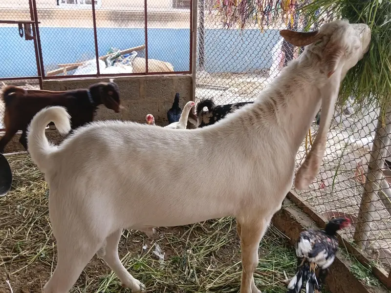 Gulabi Kapla Supreme Quality Bakra 13 Month — photo 8