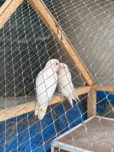 Albino love birds pair for sale