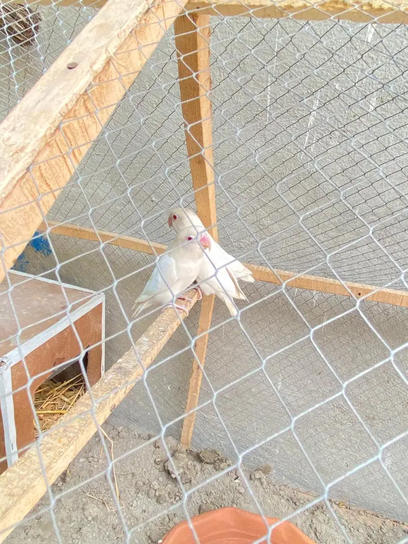 Albino love birds pair for sale — photo 2