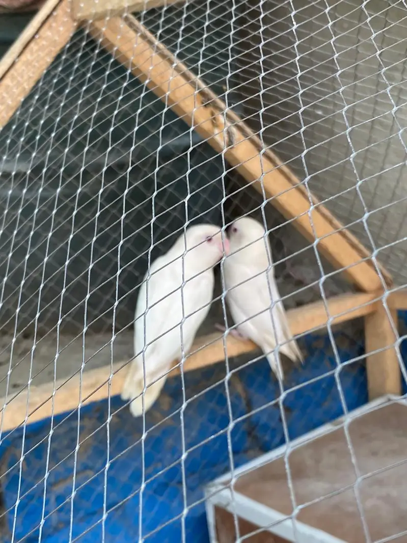 Albino love birds pair for sale — photo 3