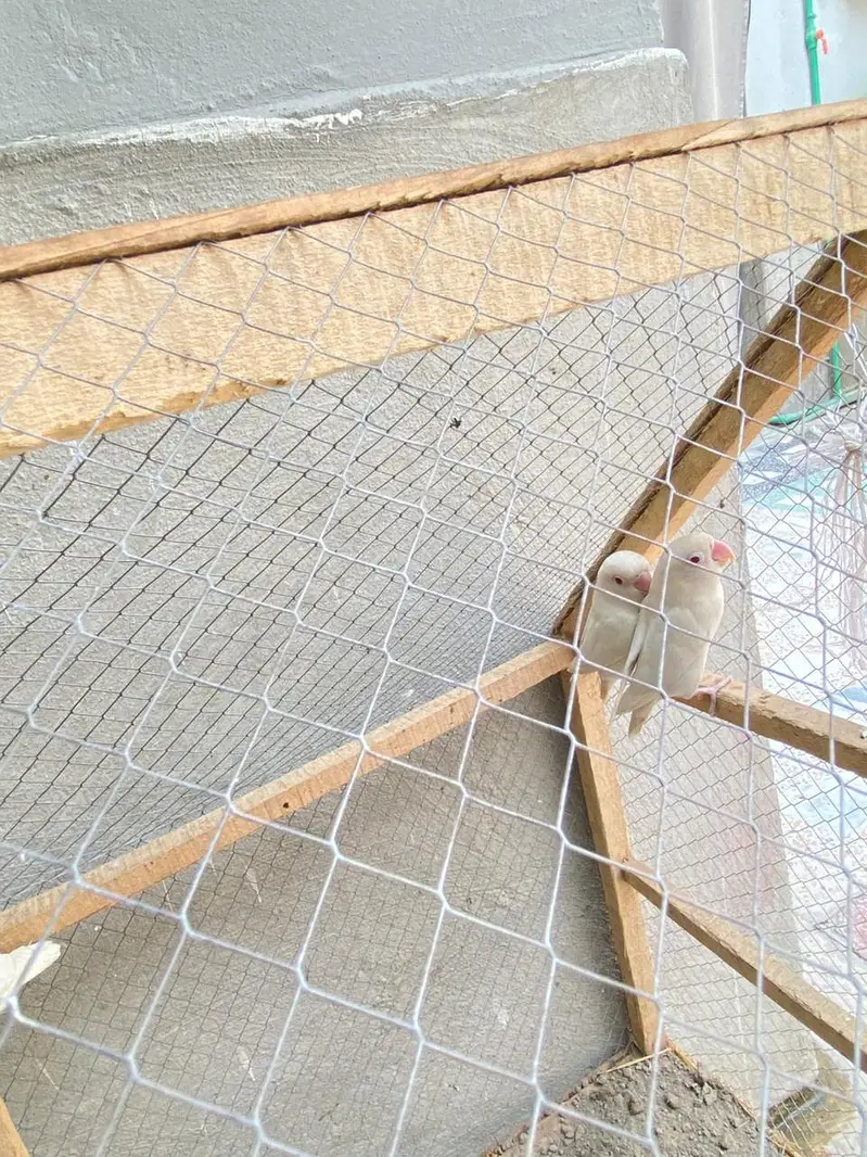 Albino love birds pair for sale — photo 4