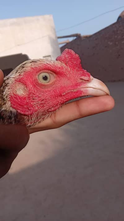 1 patha 2 pathi for sale