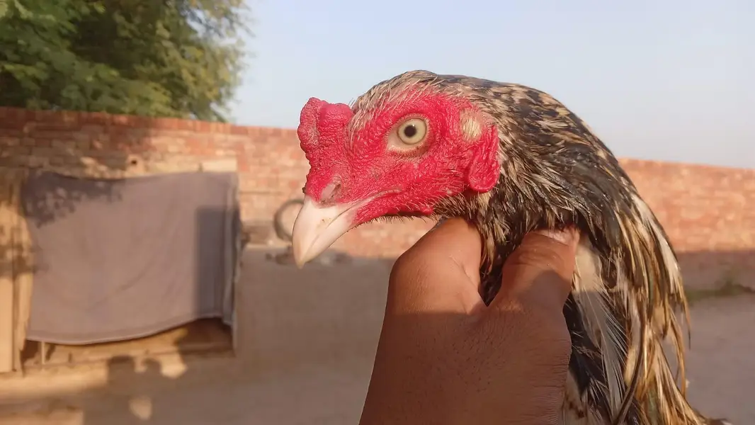 1 patha 2 pathi for sale — photo 3