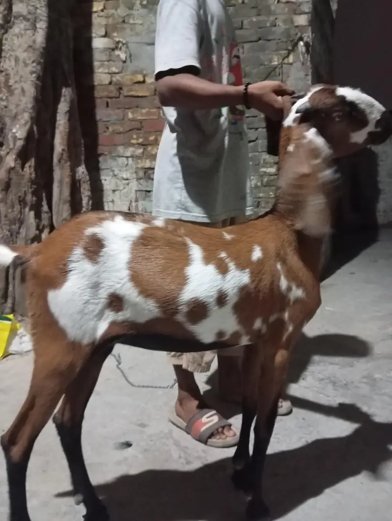 abhi bachi ha gaban hona wali ha — photo 2