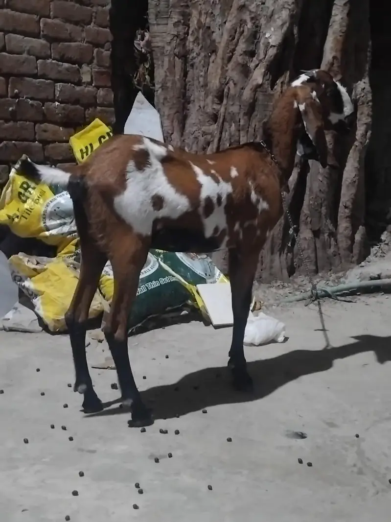 abhi bachi ha gaban hona wali ha — photo 3