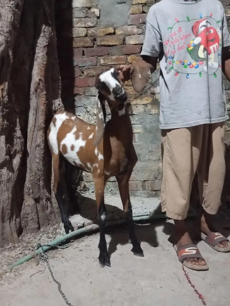 abhi bachi ha gaban hona wali ha — photo 4