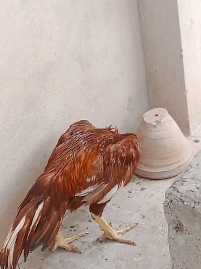 good murga special laria ka kiya tayyar kiya ha contact