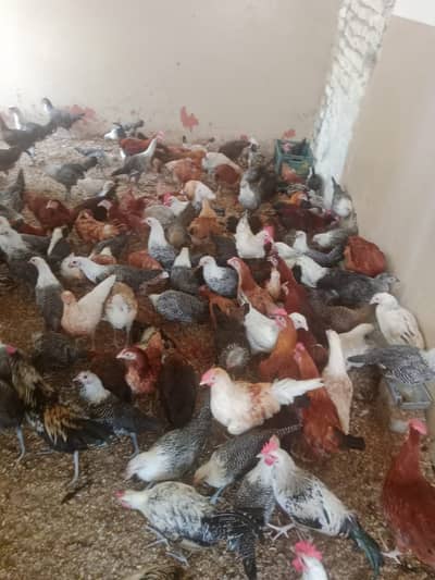 golden misri / egyptian fayoumi / fayoumi / misri / eggs laying hens