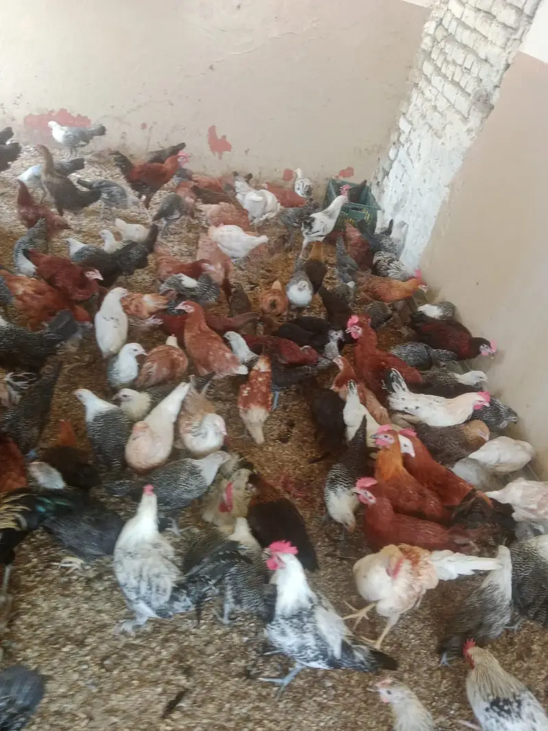 golden misri / egyptian fayoumi / fayoumi / misri / eggs laying hens — photo 2