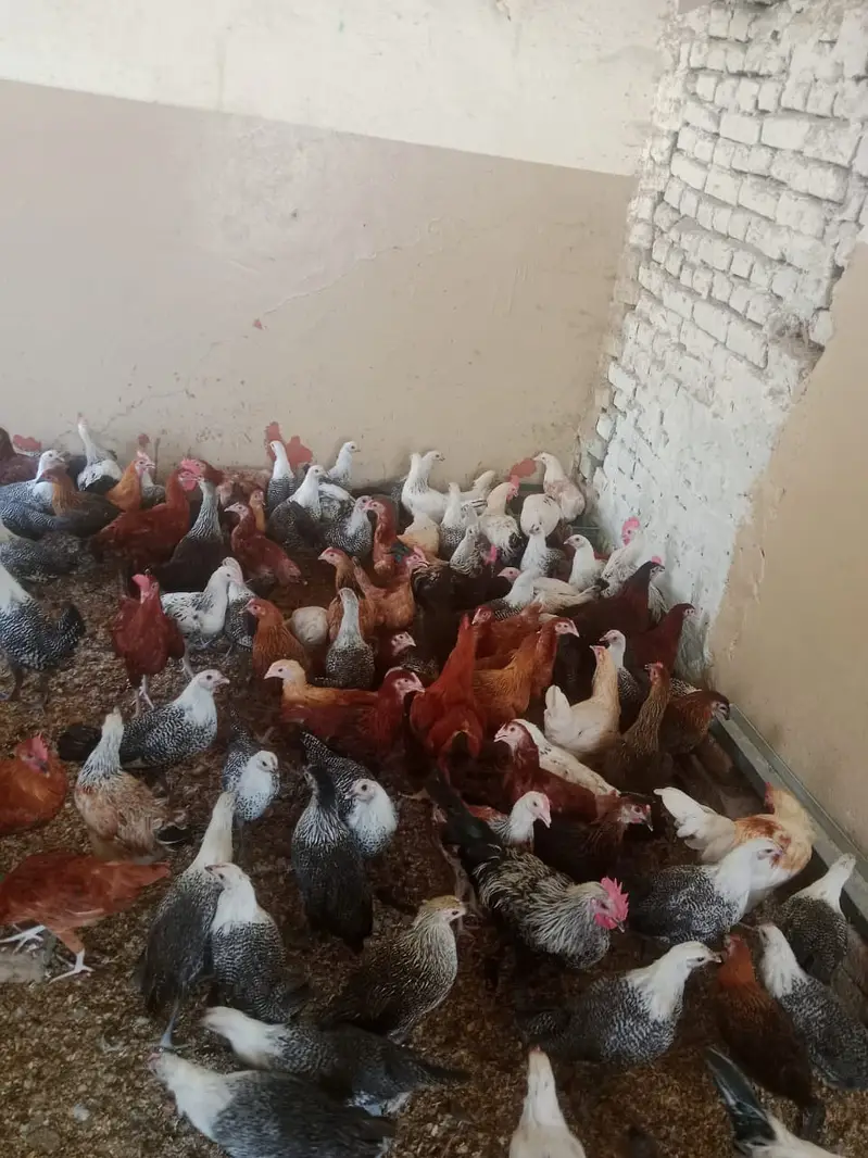 golden misri / egyptian fayoumi / fayoumi / misri / eggs laying hens — photo 3