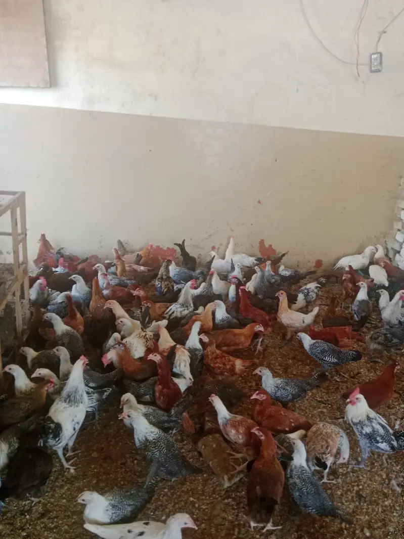 golden misri / egyptian fayoumi / fayoumi / misri / eggs laying hens — photo 4