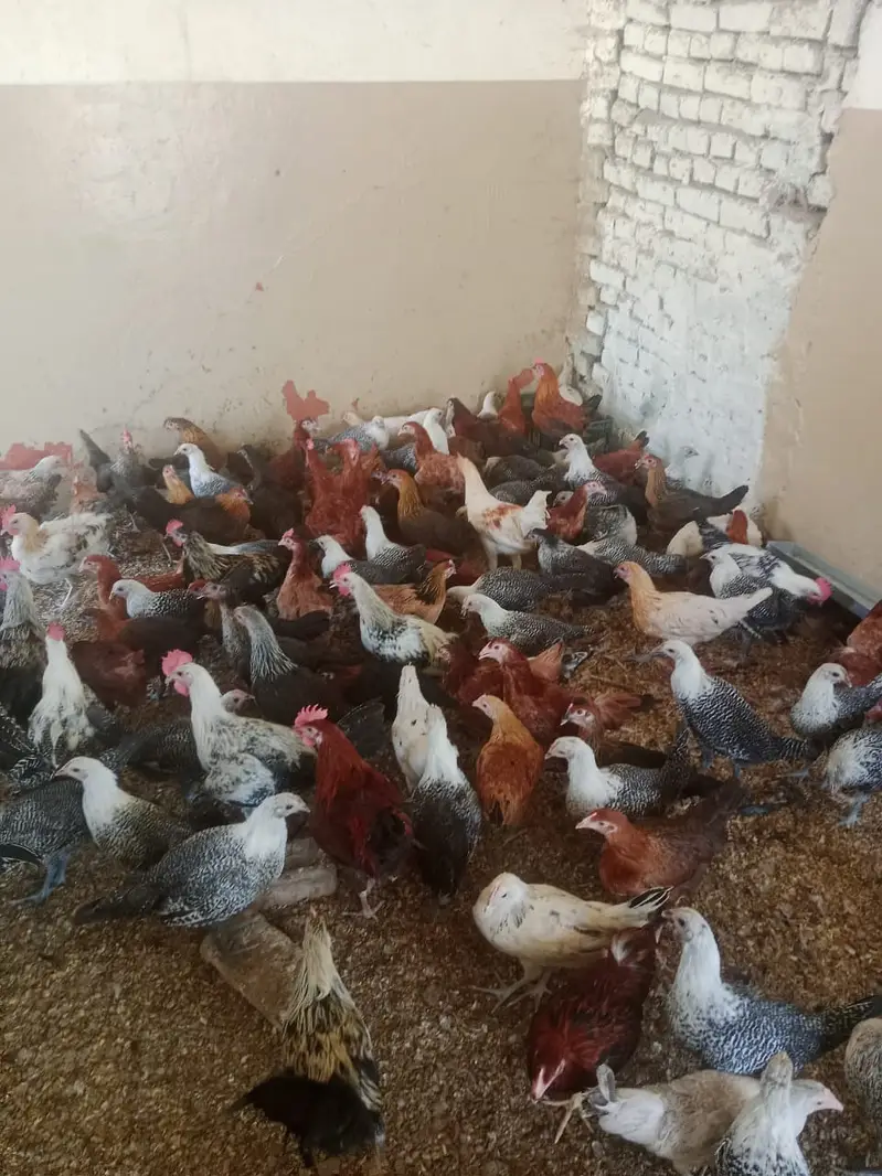 golden misri / egyptian fayoumi / fayoumi / misri / eggs laying hens — photo 5