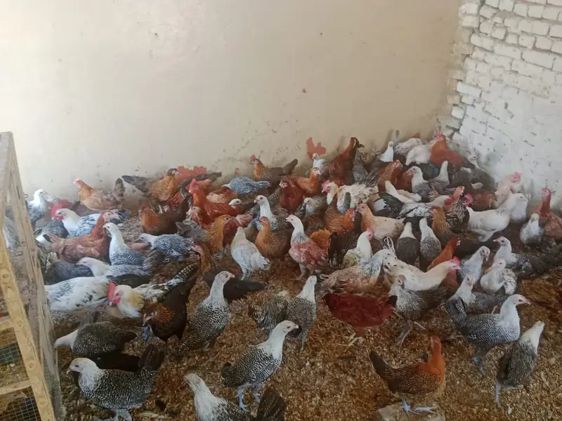 golden misri / egyptian fayoumi / fayoumi / misri / eggs laying hens — photo 8