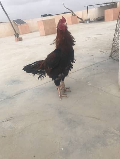 Miawali breeder  one eye Mazboot and band  joro me 03132353486