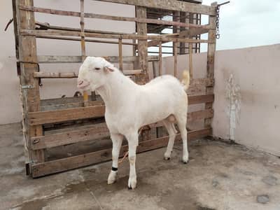 teddy pair along with 2 tappray kids for sale