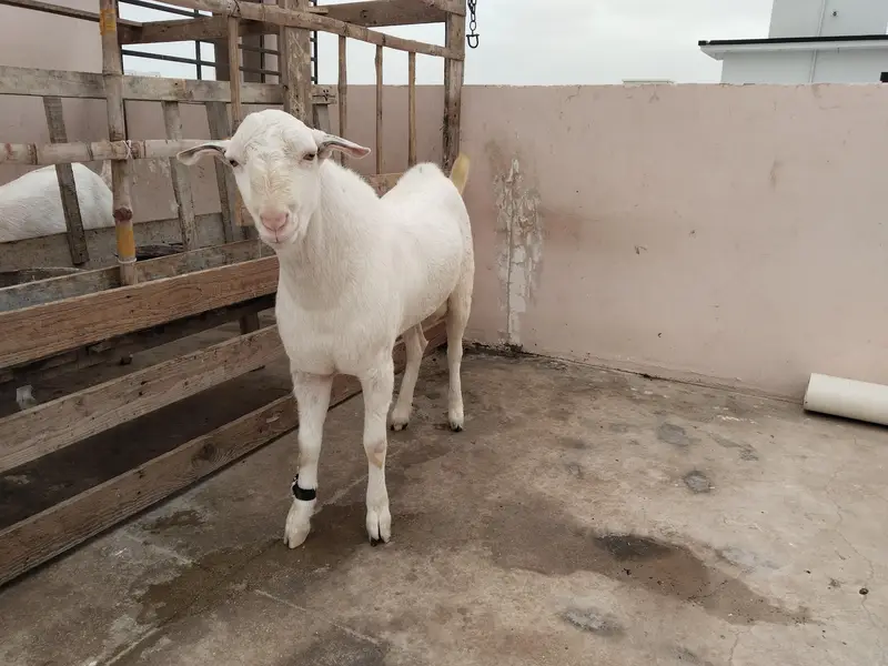 teddy pair along with 2 tappray kids for sale — photo 2