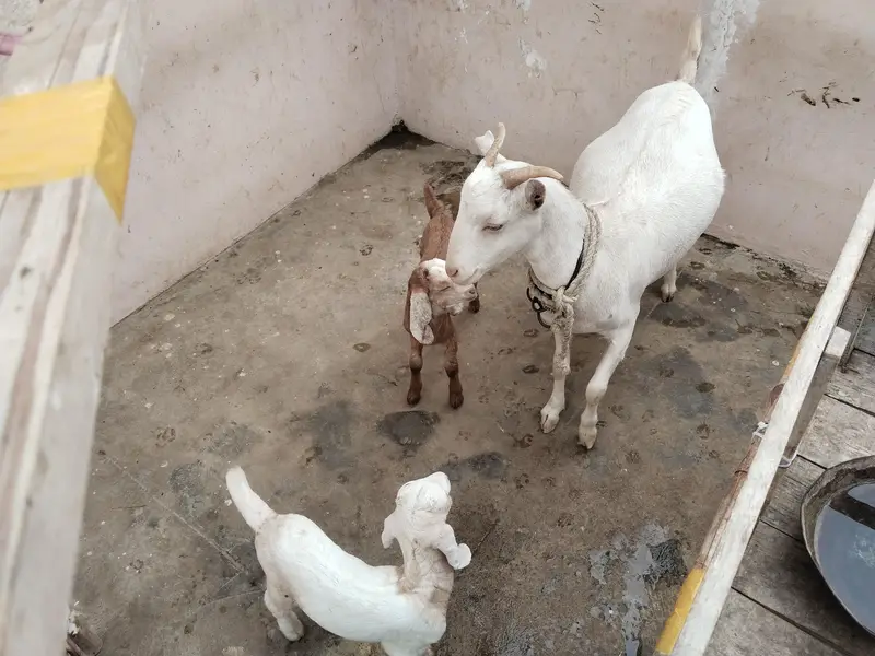 teddy pair along with 2 tappray kids for sale — photo 3
