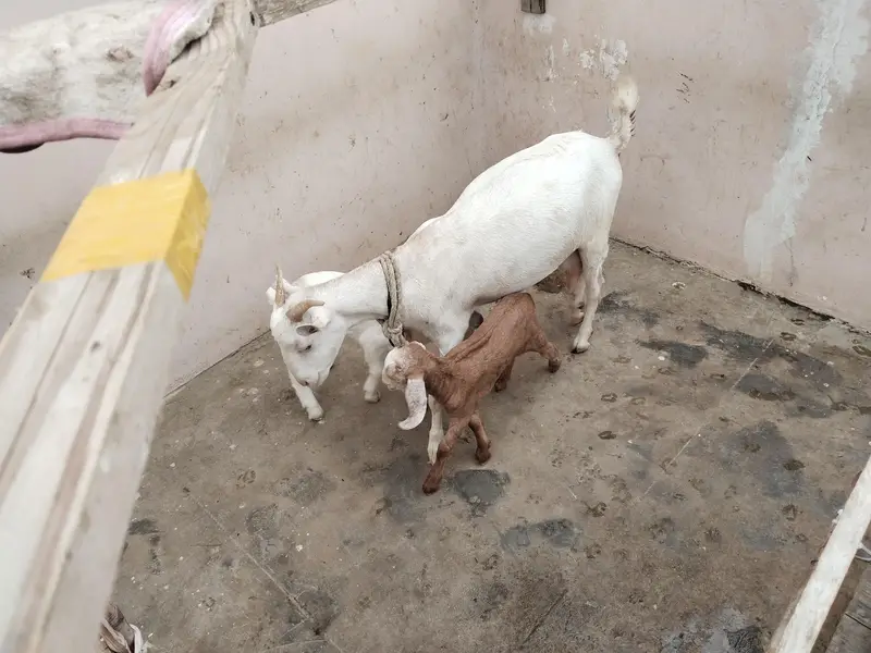 teddy pair along with 2 tappray kids for sale — photo 4