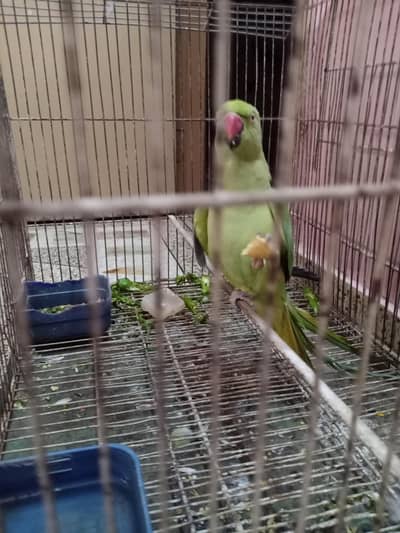 handtime parrot