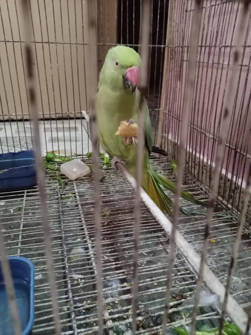 handtime parrot — photo 2