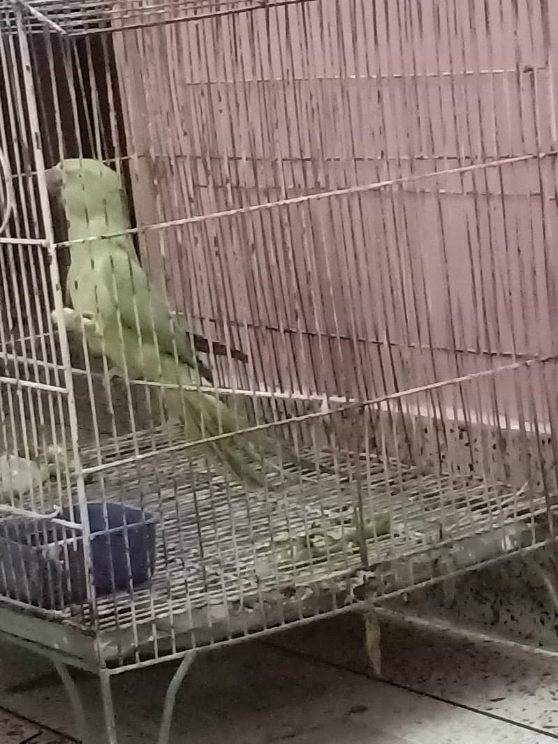 handtime parrot 2