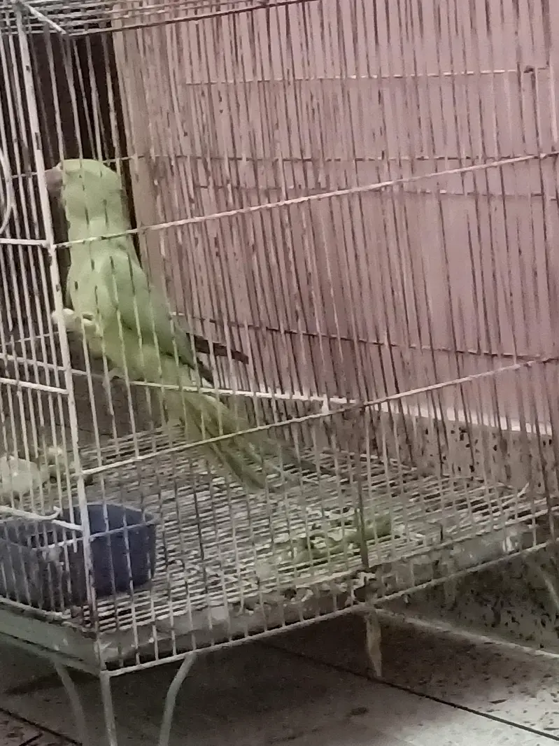 handtime parrot — photo 3