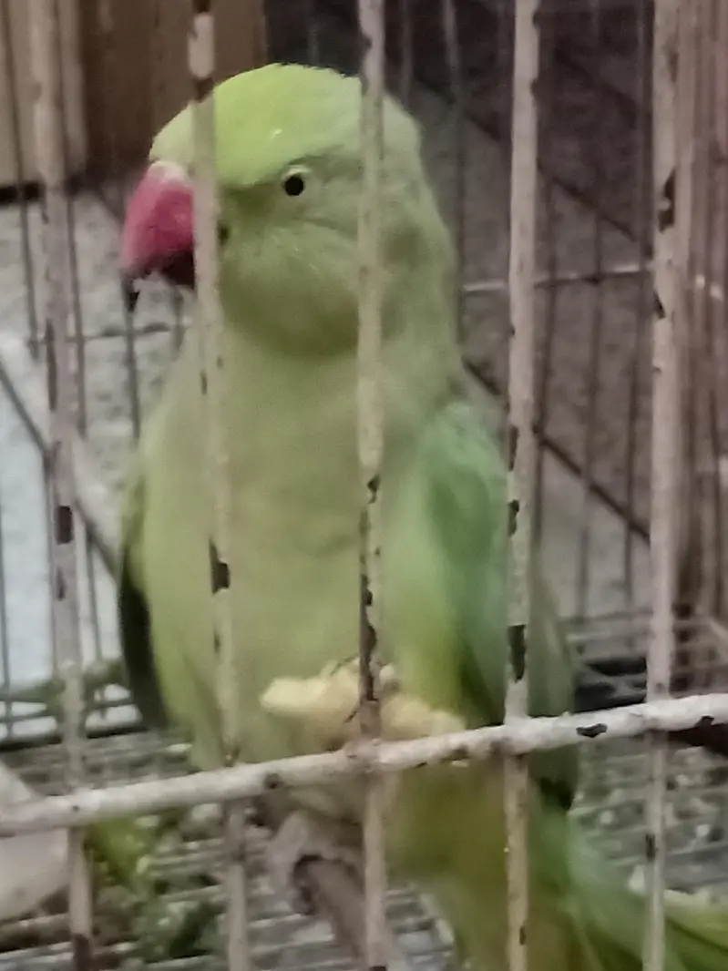 handtime parrot — photo 4