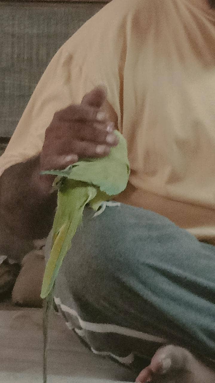 handtime parrot 4